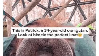 치장 하는 오랑우탄