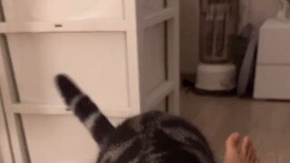 사과하는 고양이