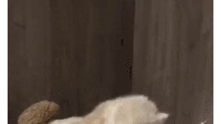 아기 고양이랑 엄마 고양이