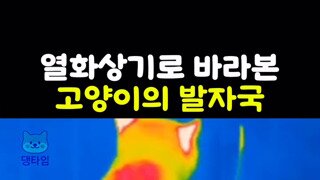 고양이 열화상 촬영