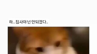 고양이 배 만지면 안되는 이유