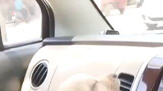 에어컨 끄니까 낑낑 거리는 강아지