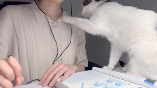 혼자 좋은거 보는 고양이