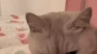 육아냥