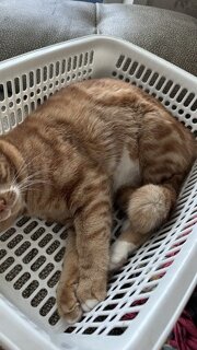 고양이 종이박스 좋아한다며?