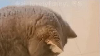 실수로 오리 모가지 따버린 고양이 표정
