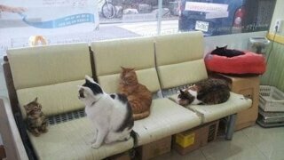 한국 군대