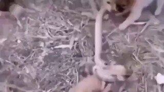 친구 도와주는 멍뭉이들.mp4...