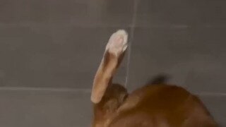 이상한 자세로 물 마시는 고양이