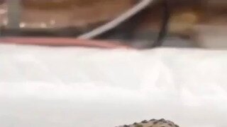 밥 먹기 전 웃어주는 도마뱀