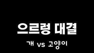 개 vs 고양이 으르렁 대결