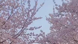 벚꽃배경 커플의 치어리딩