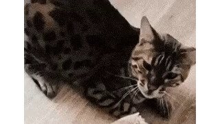 혼나는 고양이
