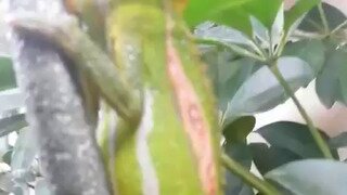 카멜레온 새끼 낳는거 보고가
