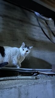 고양이 심리 잘 아는분?
