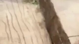 가시 박힌거 뽑아주는 원숭이