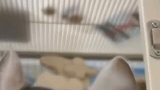 친칠라