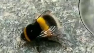 꿀벌... 확대경.mp4...