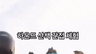 댕댕이 제대로 산책시키기