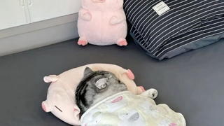 아기가 쓰던 담요 덮어줌