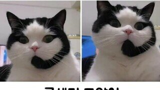 콜센터 냥이