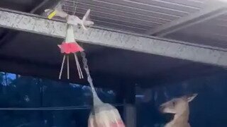 마당에 샌드백 설치해놨더니....