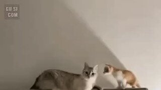 냥펀치 대결