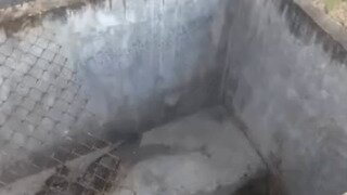 먹이 받아먹는 악어