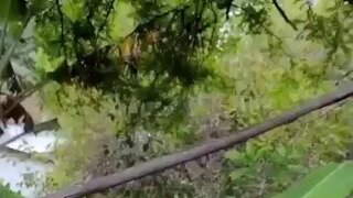 검은귀 마모셋