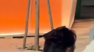 ㅇㅎ 냐옹이 안아주는 존예녀