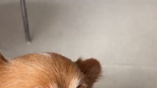 쓰다듬 받기 위해 기다리는 댕댕이