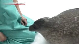 세상 커여운 바다 댕댕이