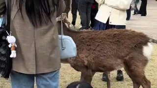 사슴 쓰담으면서 사진 찍는 누나
