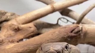 킹코브라 핸들링