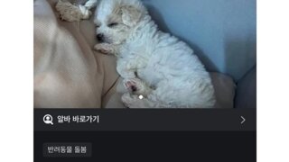 당근알바중 400명넘게 지원한 알바