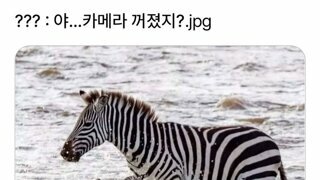어린이들의 동심을 지키려는 얼룩말
