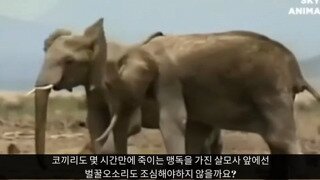 살모사 잘못 건드렸다가 눈 감은 벌꿀오소리