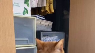 앉아서 걷는 고양이