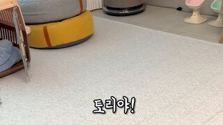 싸움 신기술 배우는 강아지