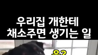 채소 안먹는 댕댕이들