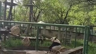 편히 쉬려고 의자에 앉은 판다