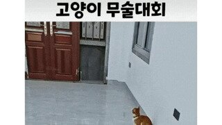 무술하는 고양이들
