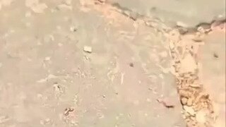 벌 vs 고양이
