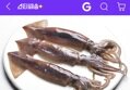 왕오징어 2kg 8-12미 (초장증정)