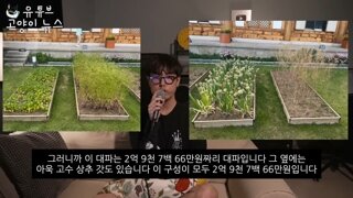 청와대 3억짜리 대파 - 고양이뉴스