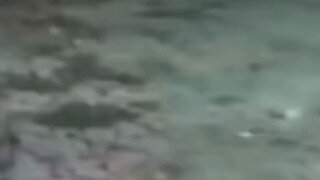 독버섯을 발견한 댕댕이