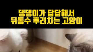 댕댕이가 답답해서 뒤통수 후려치는 고양이.mp4...
