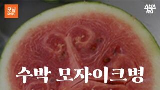 수박을 둘러싼 흉흉한 소문…'모자이크병'의 진실