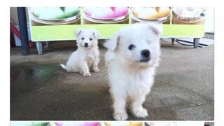 꼬질꼬잘한 시골댕댕이 씻기기