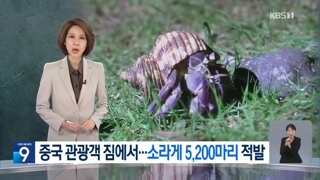 일본 보호종 소라게 5천마리 포획한 중국인 관광객들